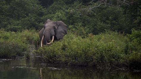 elephant charities|About the Elephant Crisis Fund.